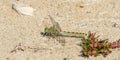 Pale Snaketail Dragonfly Ophiogomphus severus Perched on the Ground in Northern Colorado