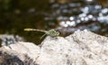 Pale Snaketail Dragonfly Ophiogomphus severus Perched on a Rock in Northern Colorado