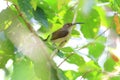 Pale Spiderhunter