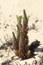 Pale Stonecrop