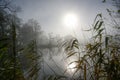 Pale sun with reflection over a lake on a gloomy cloudy winter day, reeds in the foreground, trees on the other bank, copy space Royalty Free Stock Photo