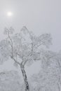 Pale sun and snow covered tree
