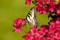 Pale Swallowtail on Azaleas Royalty Free Stock Photo