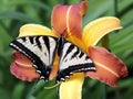 Pale Swallowtail Butterfly on Daylily Royalty Free Stock Photo