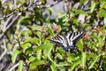 Pale Swallowtail Butterfly at Laguna Coast Wilderness Park, Laguna Beach , California Royalty Free Stock Photo