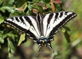 Pale Swallowtail butterfly Royalty Free Stock Photo