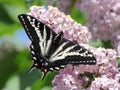 Pale Swallowtail on a Lilac Royalty Free Stock Photo