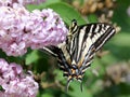 Pale Swallowtail (Papilio eurymedon) Underside Royalty Free Stock Photo