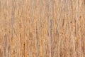 Pale tan brown reeds natural plant texture with shallow depth of field