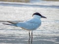 Gull-billed Tern on Australian coast Royalty Free Stock Photo