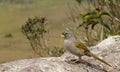 Pale-throated Pampa-finch (Embernagra longicauda). Royalty Free Stock Photo