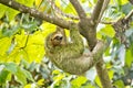 Pale-throated Sloth, Marino Ballena National Park, Costa Rica