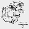 Pale throated sloth engraved, hand drawn vector illustration in woodcut scratchboard style