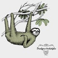 Pale throated sloth engraved, hand drawn vector illustration in woodcut scratchboard style, vintage drawing species.