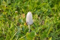 Pale toadstool grows in the grass