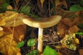 Pale toadstool, poisonous mushroom similar to Russula. Death cap growing in the forest with deadly poison