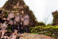 Pale toadstools in the forest on a stump covered with moss Royalty Free Stock Photo