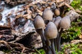 Pale toadstools in the forest on a stump covered with moss Royalty Free Stock Photo