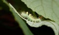 A pale tussock moth caterpillar creeps along the edge of the leaf.