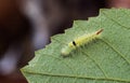 Pale tussock moth caterpillar creeps along the edge of a leaf Royalty Free Stock Photo