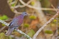 Pale-vented Pigeon, Patagioenas cayennensis, perched Royalty Free Stock Photo