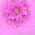 Pale violet colored chrysanthemum closeup