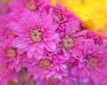 Pale violet colored chrysanthemums and yellow corner