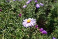 Pale violet flower of Michaelmas daisy