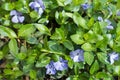 Pale violet flowers of vinca minor in spring