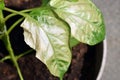 Pale or white areas on pepper (Capsicum annuum) leaves. Sunburn in plants