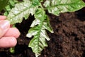 Pale or white areas on tomato (Solanum lycopersicum) leaves. Sunburn in plants