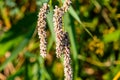 Pale white flowering plant, Persicaria lapathifolia syn. Polygonum lapathifolium, known as pale persicaria