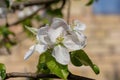 Close-up of white Apple flowers in bright midday sun