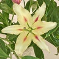 Pale white lilium flower