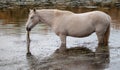 Pale white mare grazing on eel grass in the Salt River near Mesa Arizona USA