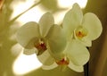 Pale white Orchid flowers against the background of sunlight