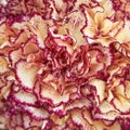 Pale white and pink carnation flowers closeup Royalty Free Stock Photo