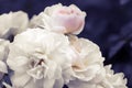 Pale white-pink roses on surreal blurred purple foliage background. Royalty Free Stock Photo