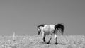 Pale white roan wild horse stallion with tail flying in the wind in the american southwest in the United States - black and white