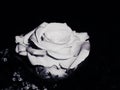 Pale White Rose with Black Background