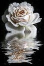 Pale white rose with raindrops reflected in dark water on a black background Royalty Free Stock Photo