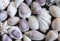 Pale white sea shells background. Small shells closeup. Sea shell banner template.