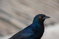 Pale Winged Starling, a Black Bird with Orange Eyes in Namibia Close Up Royalty Free Stock Photo