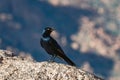 pale winged starling, Onychognathus nabouroup, black bird Royalty Free Stock Photo