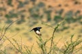 Pale winged starling, Onychognathus nabouroup, black bird