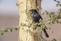 Pale-winged Starling - Onychognathus nabouroup