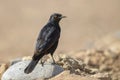 Pale-winged Starling - Onychognathus nabouroup