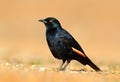 Pale-winged starling, Onychognathus nabouroup, sitting on the stone in the nature habitat. Glossy Starling from the Etocha,