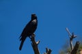 Pale-winged Starling sitting on a branch