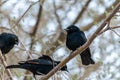 Pale Winged Starling